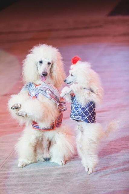 Photo of two poodles dancing in costume